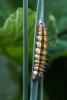 Aglais urticae